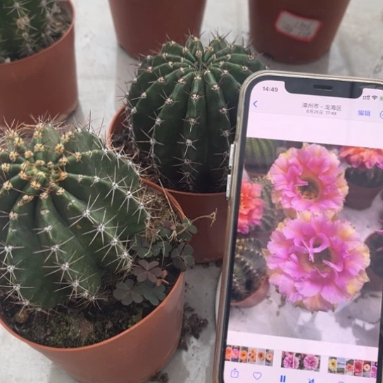 露露粉带黄和复色坡烂边2棵