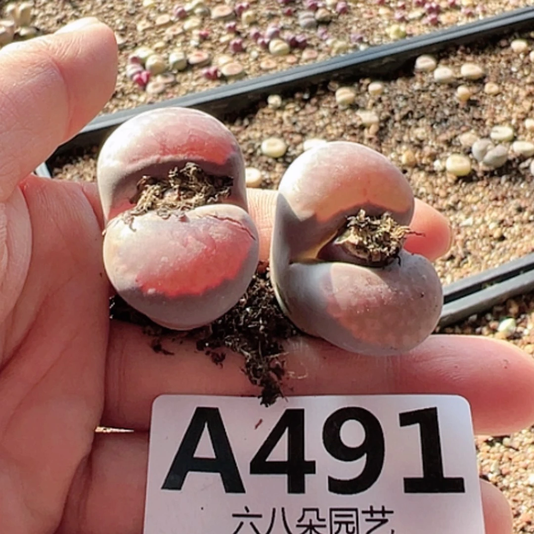 【闪购商品】木*之2颗紫李