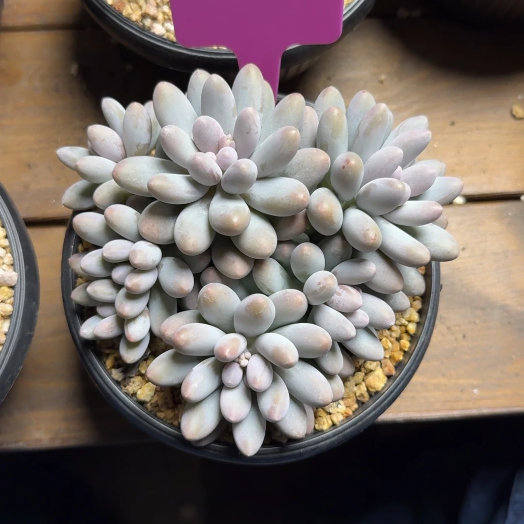 小汤圆333333333333