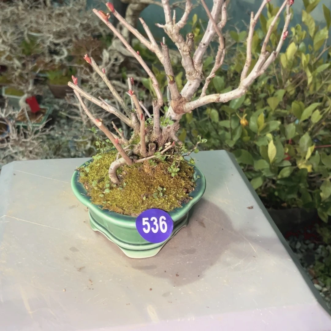 红陶金*眉红红火火过大年536