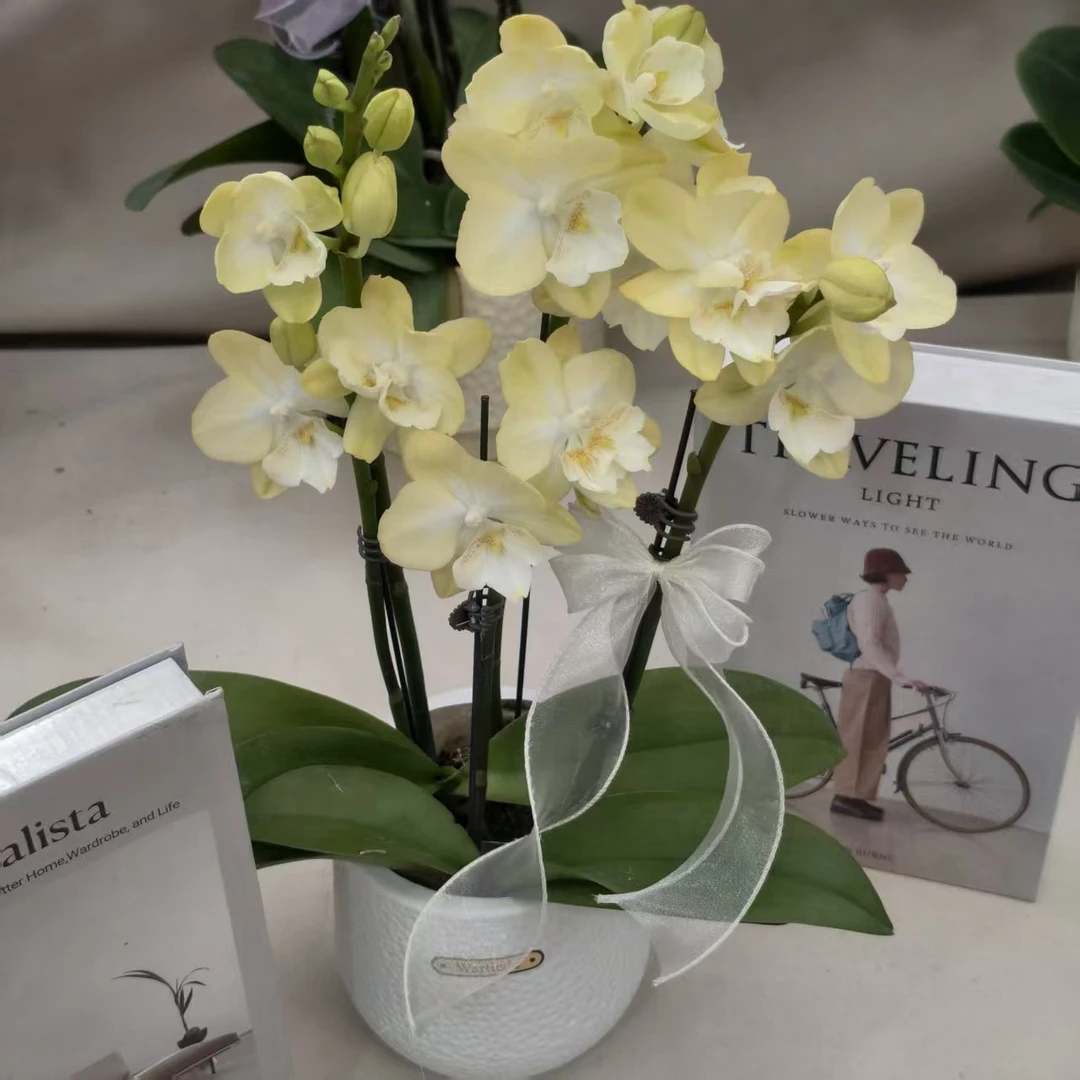 鲜花【冰淇淋大舌头】蝴蝶兰室内种植观赏可带花发货适合送礼