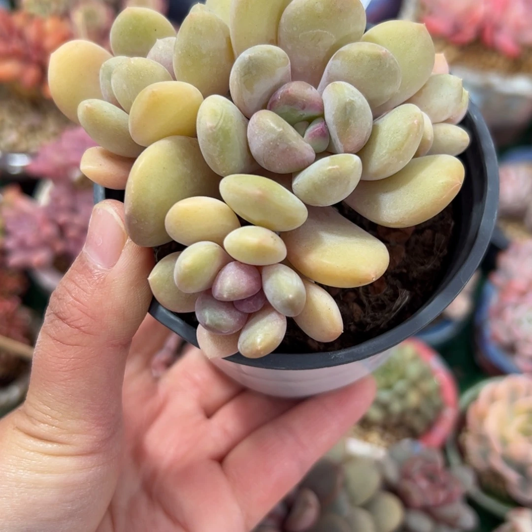 ****401 多肉植物组合