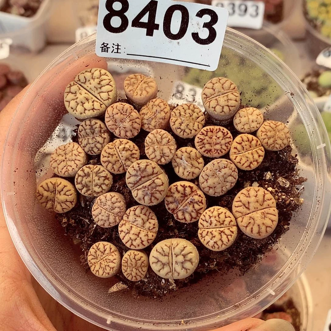 8403却不雀卵也不会