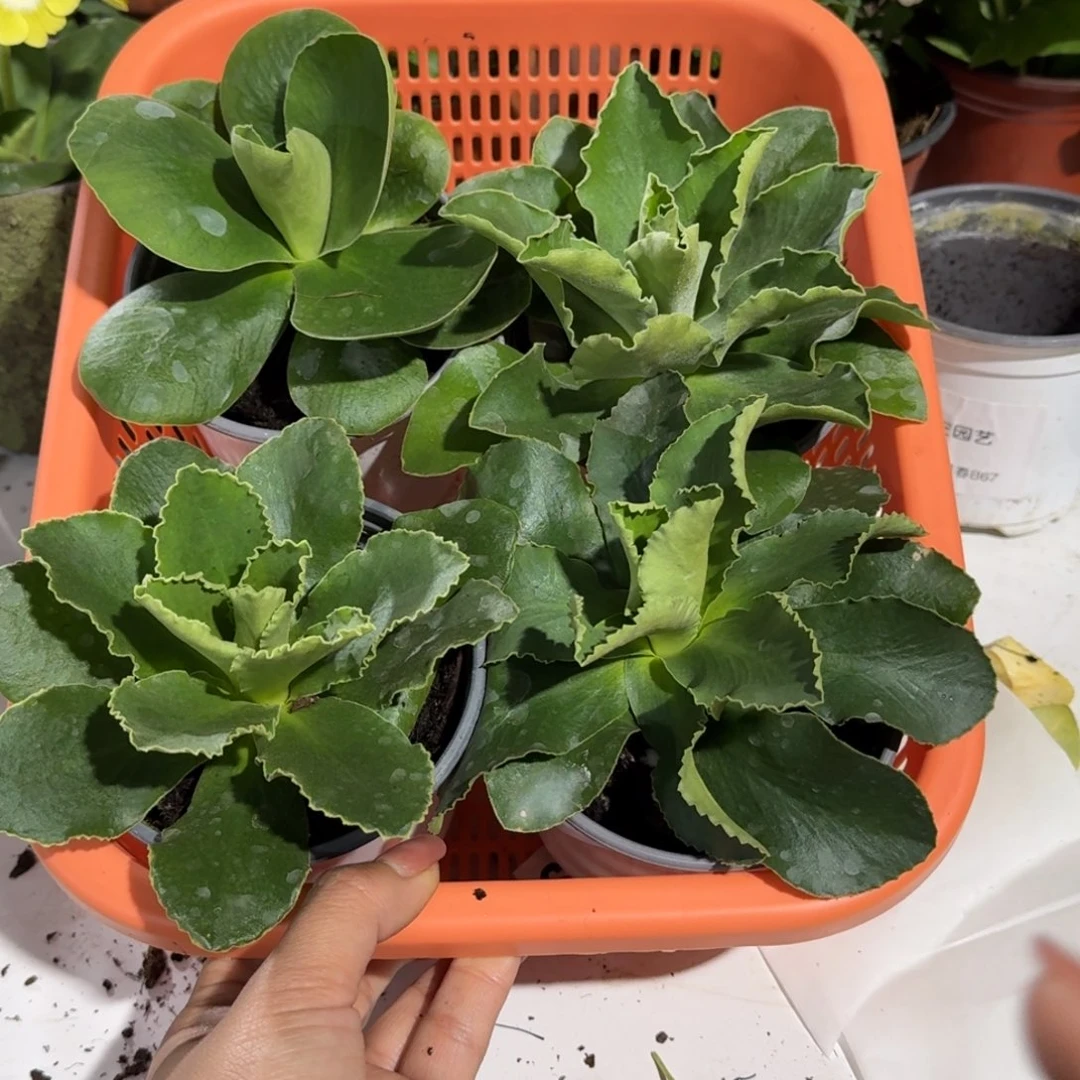 盲盒四盆  耳叶报春