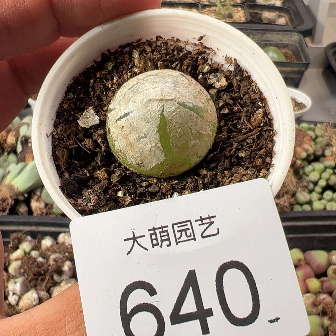 一物一拍带盆土发。  640