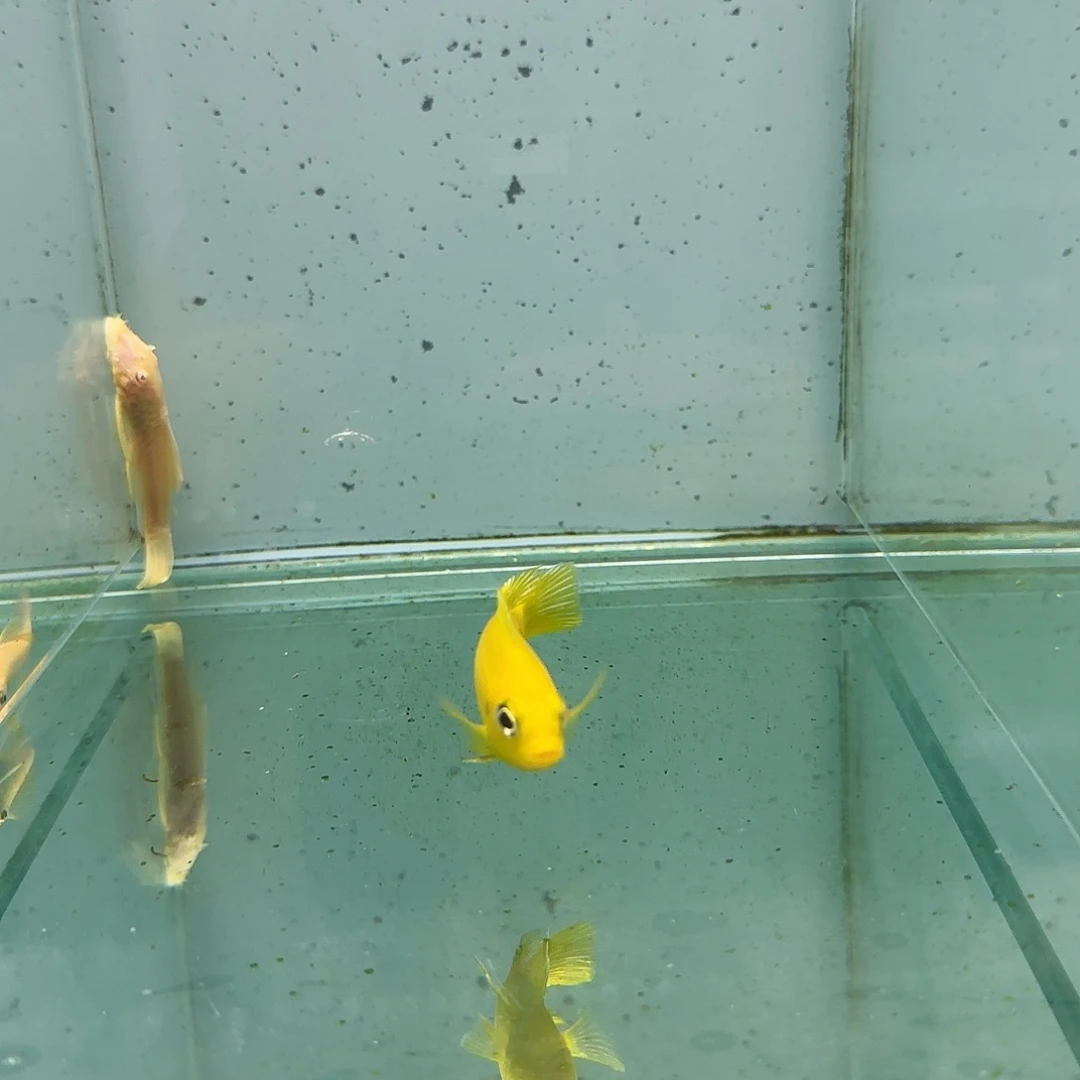 海水大眼金蝶1084。