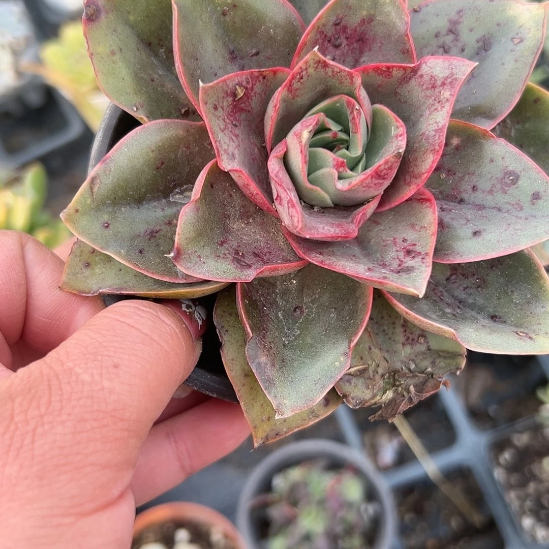 多肉植物大河之舞