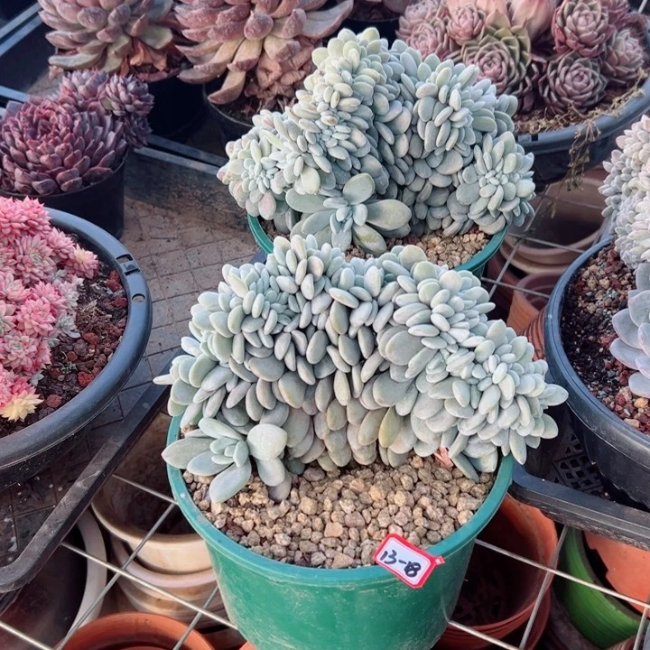 以*精品多肉植物老桩