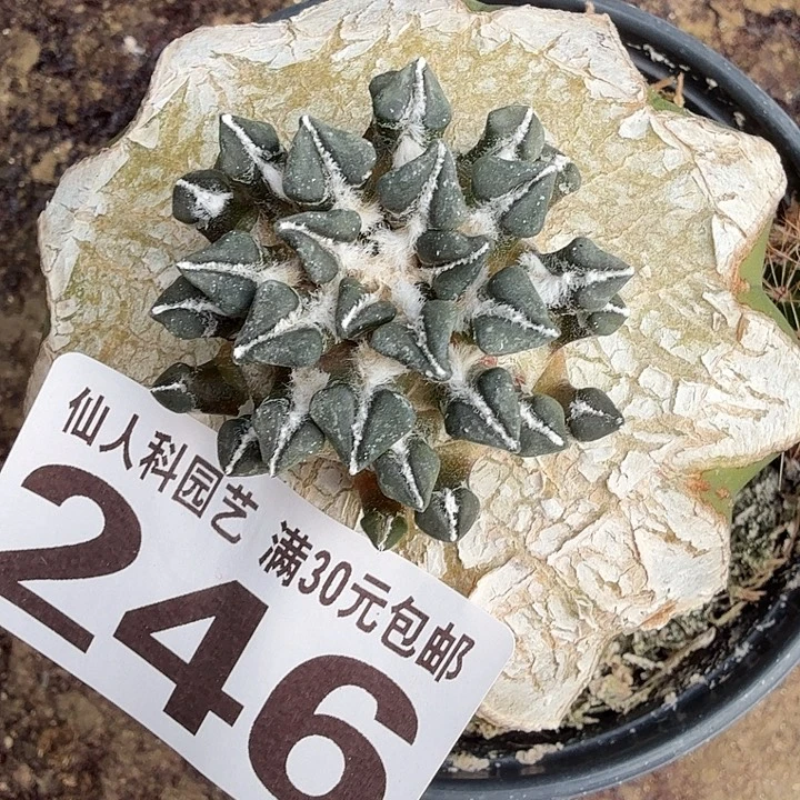 无花朵246馒头姬牡丹西四