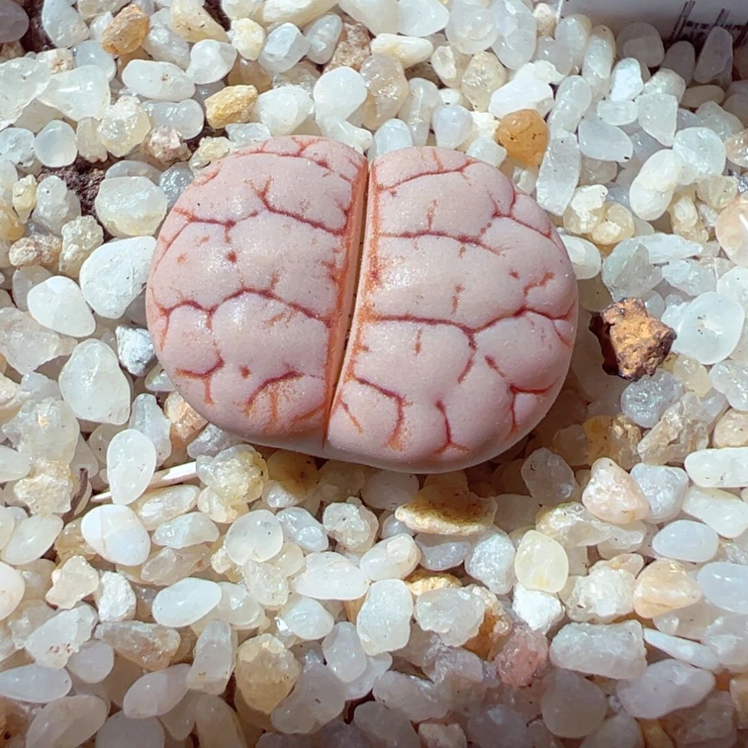 609-191多肉189荒玉