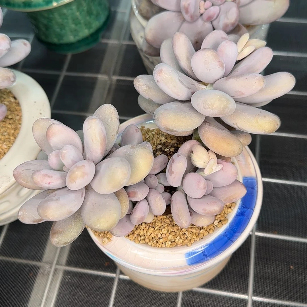 从前慢甄选多肉编号原始奶