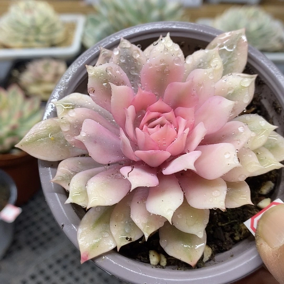 0288 粉蝶覆轮锦