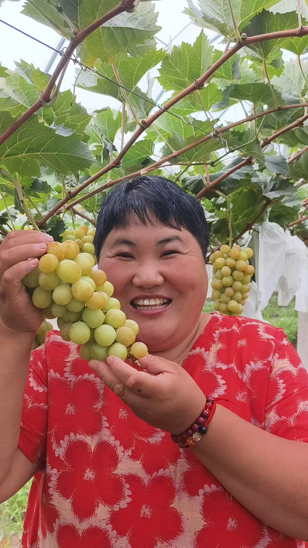 (娟子大食堂)新鲜采摘 自然成熟 黄意大利葡萄 5斤/箱