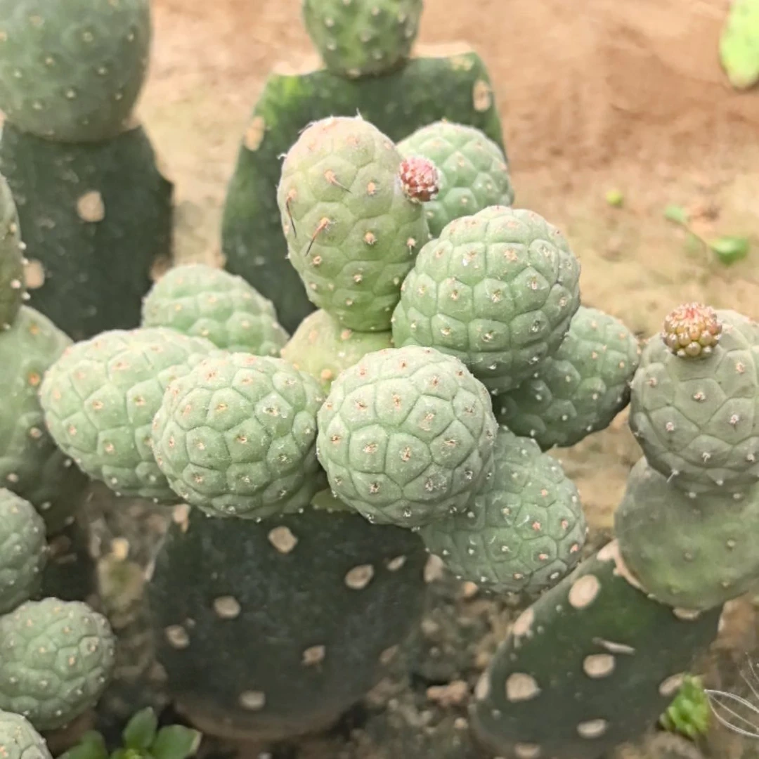 浅***唇习志野仙人球直播