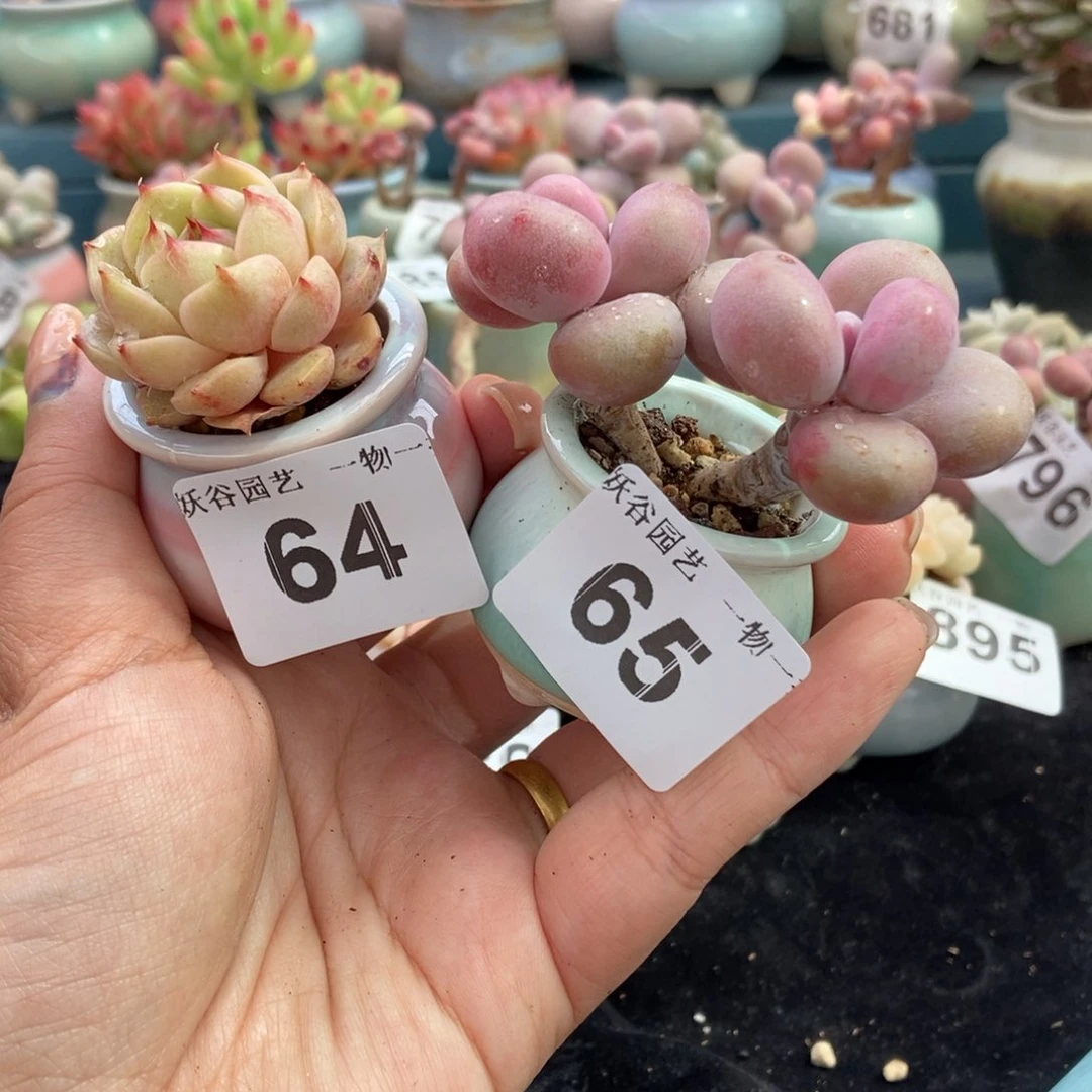 小**?64.65两颗带盆土发货