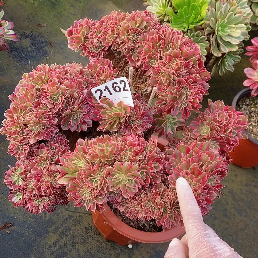 红陶2162女郎缀有伤不包售后