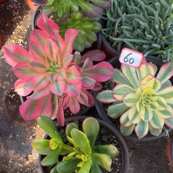 多肉植物60不售后