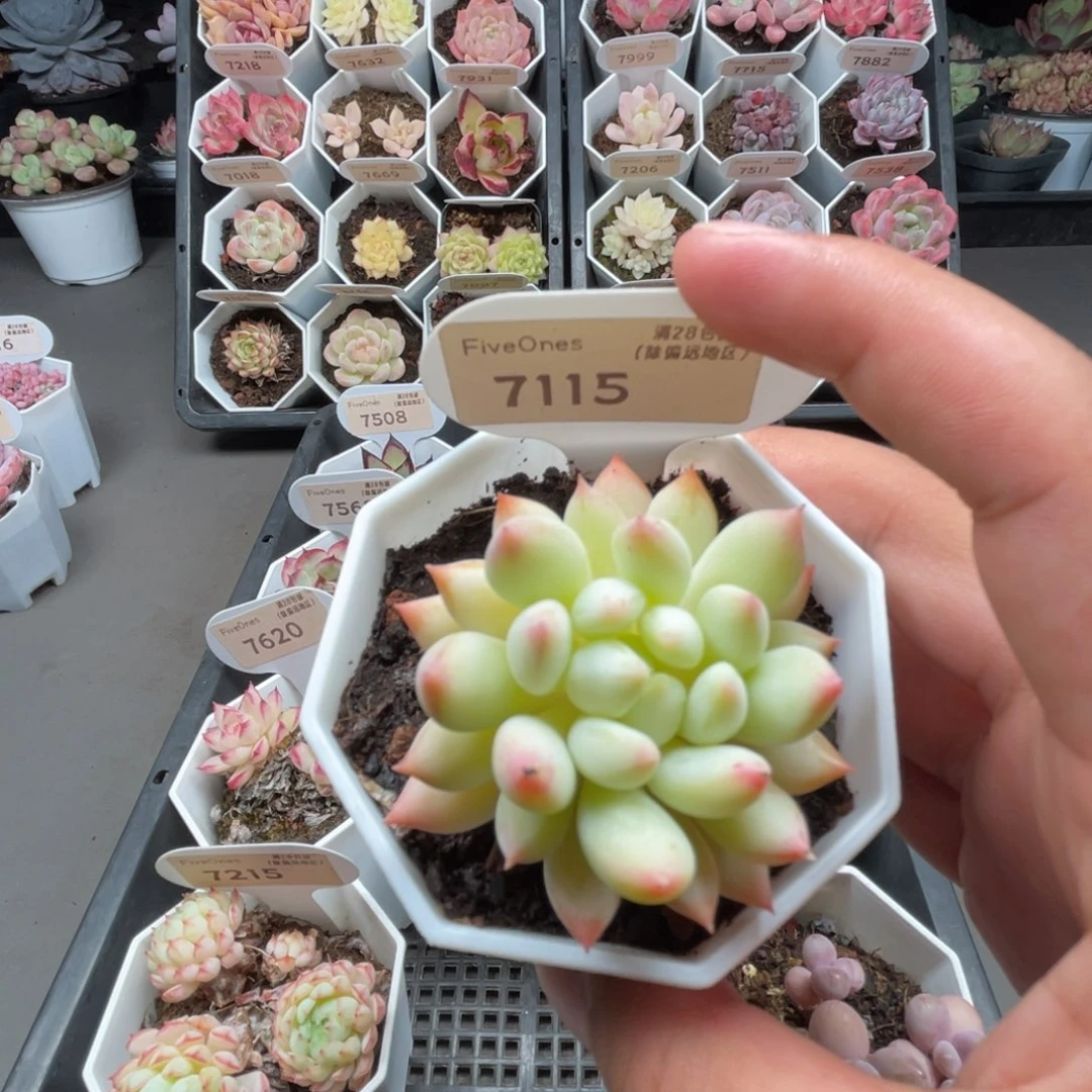 7115明珠  4.5厘米