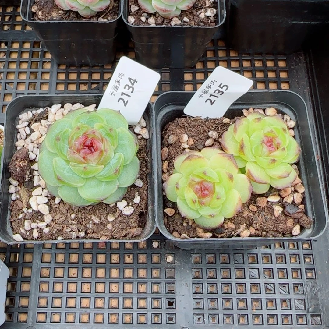 爱***珈幽灵公主，2134 2135多肉植物