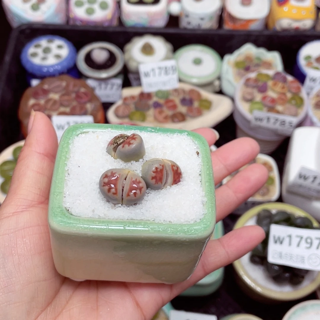 w1803 -零下地区拍保温箱-15支持寄养