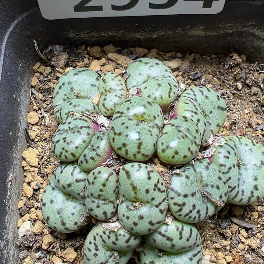 【闪购商品】2934……