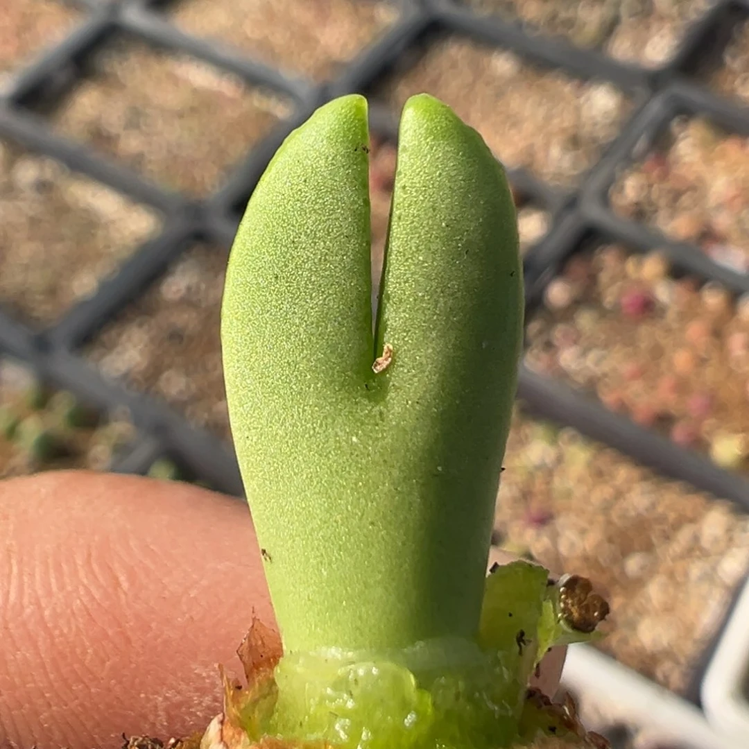 80多肉植物百科知识