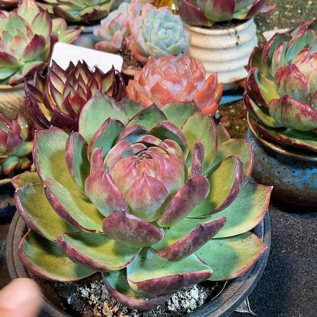 惊鸿一物一拍包装收缩花旱