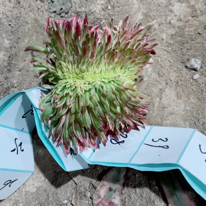 金丝菊缀化地里发货