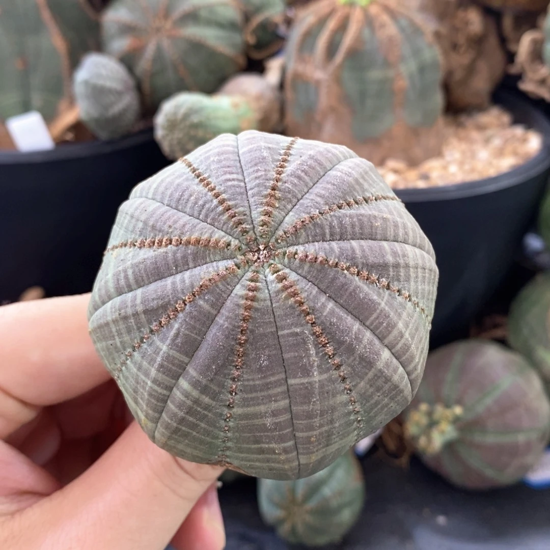 15 欧系实生布纹球多肉植物