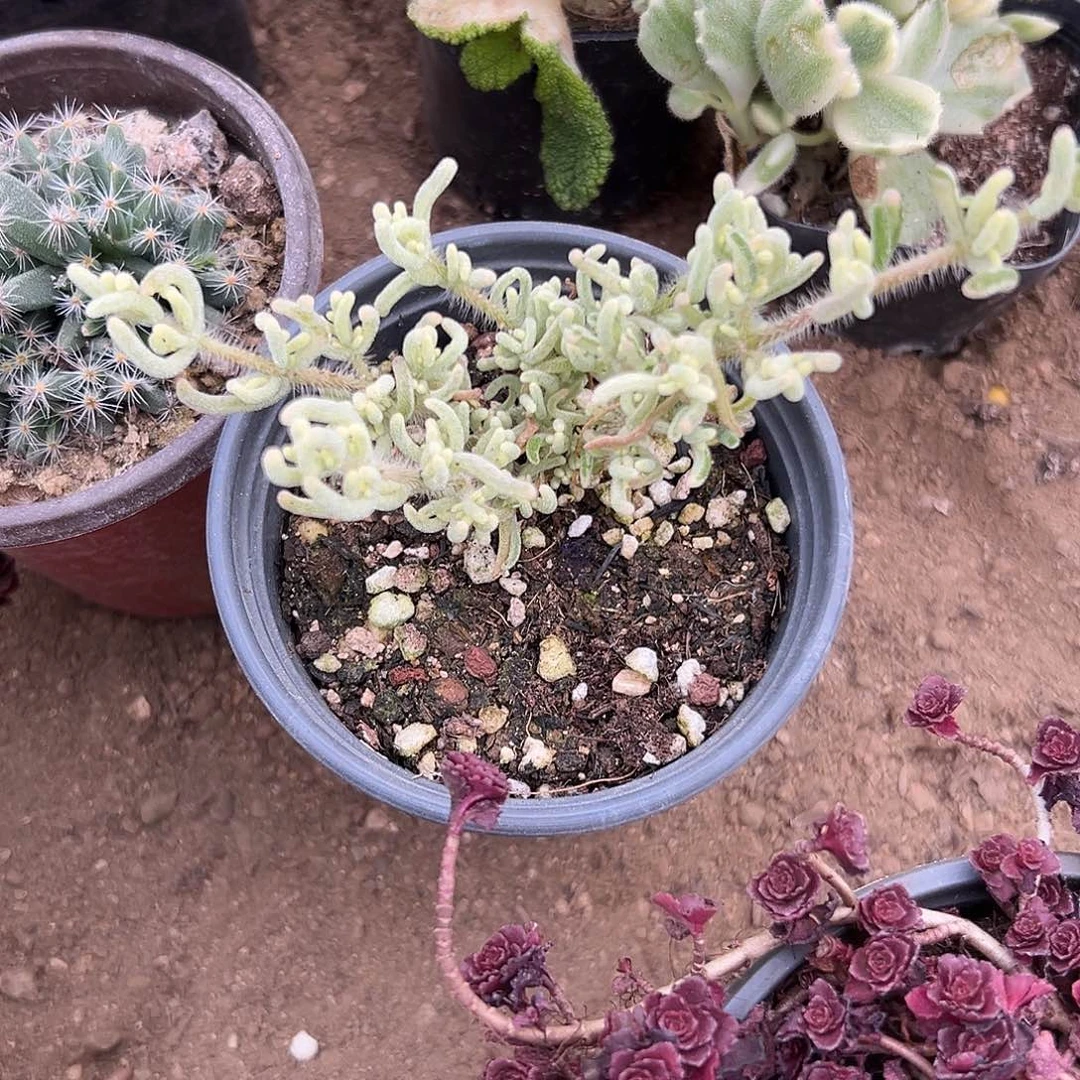 多肉植物冰晶枝干