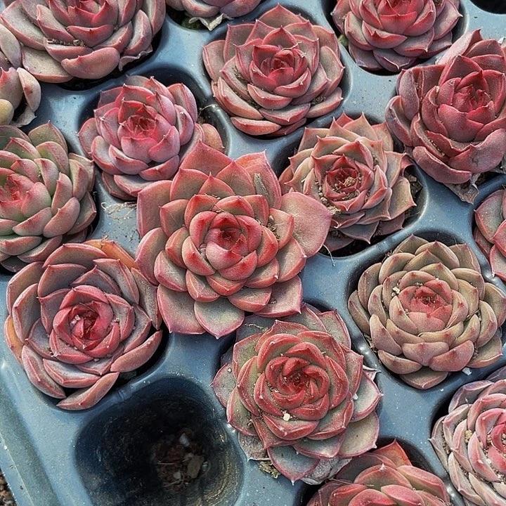 小贵夫人1.5带土发