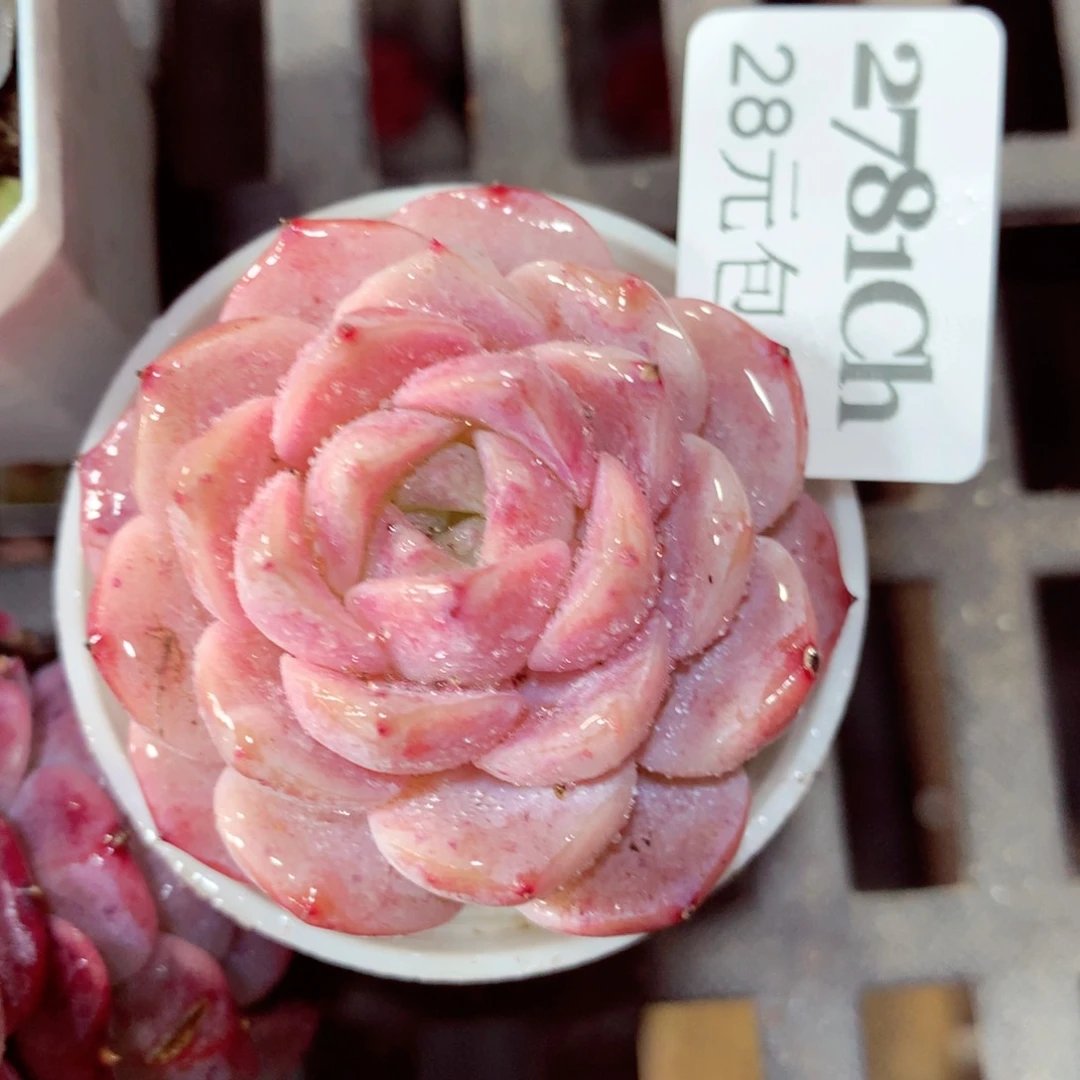 5厘米盆精控多肉2781