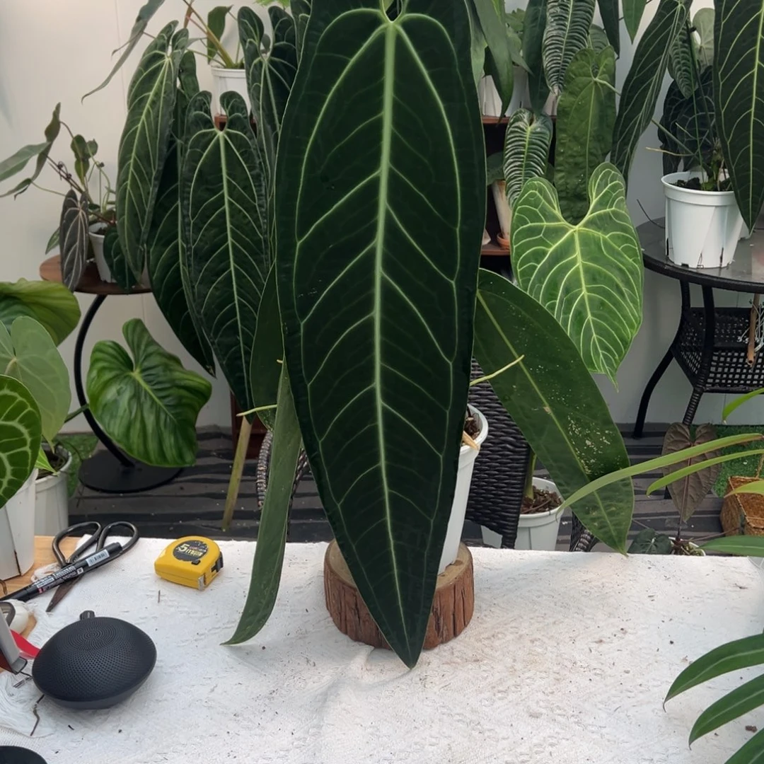 完全开放进口黑窄火鹤后叶长67