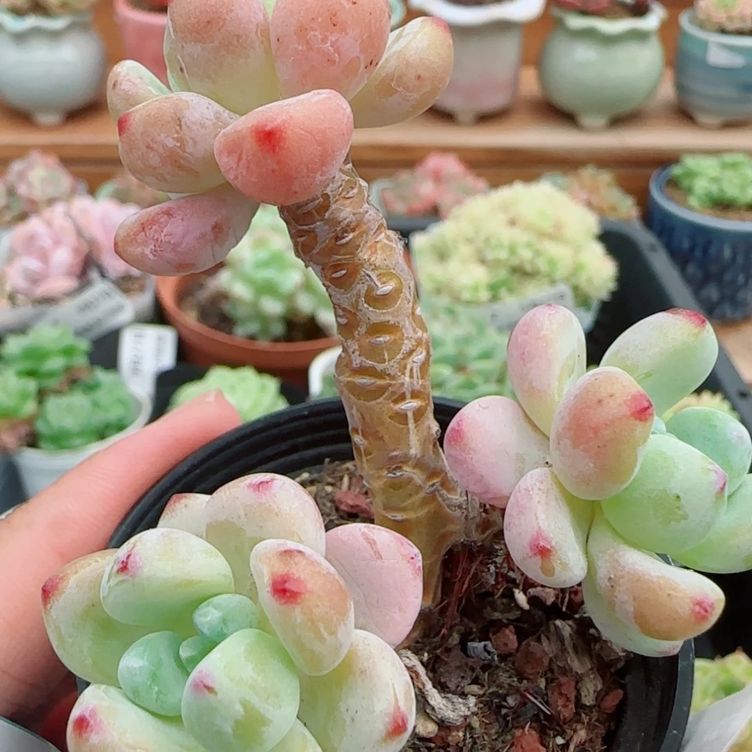 花语逸镜0927-69罗琦