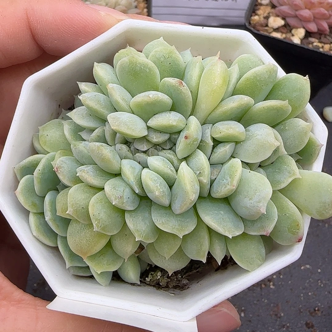 风***止847缀化糖心【满19包邮非偏远】