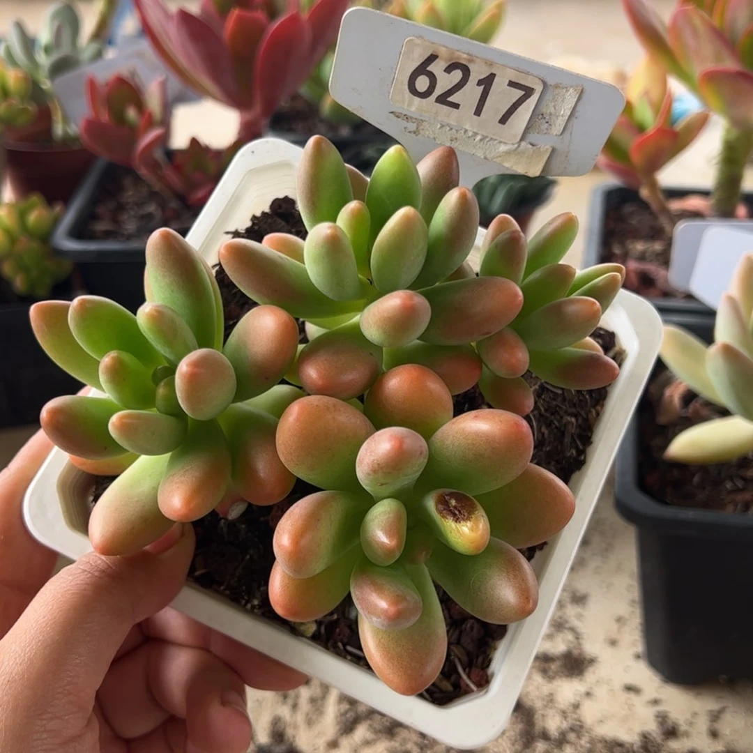 【闪购商品】小叶芒果。6217。11–11-