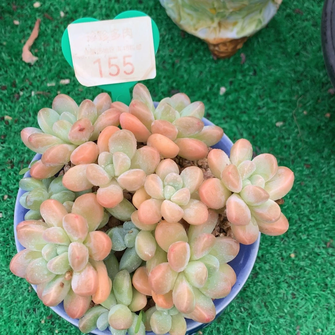 丸叶香玉矮桩平头155