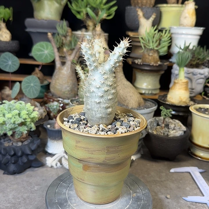 一物一拍象牙宫290