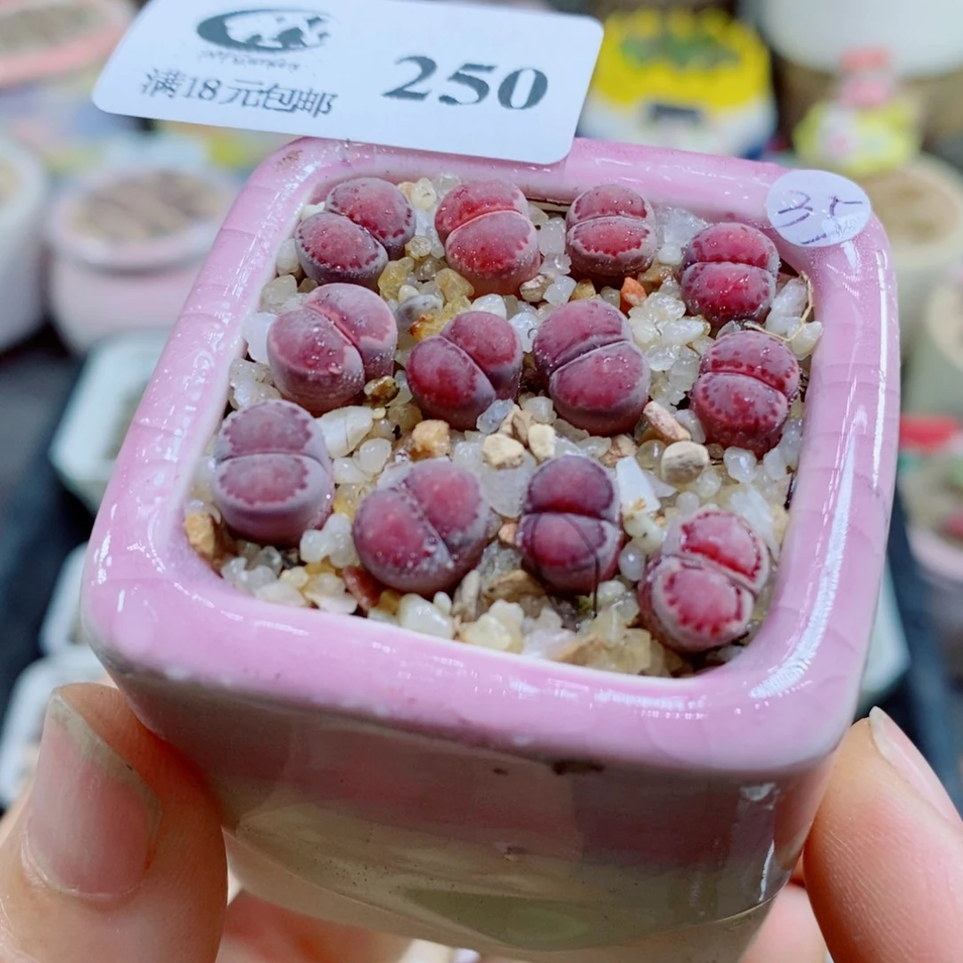 生石花花花花花花花，250