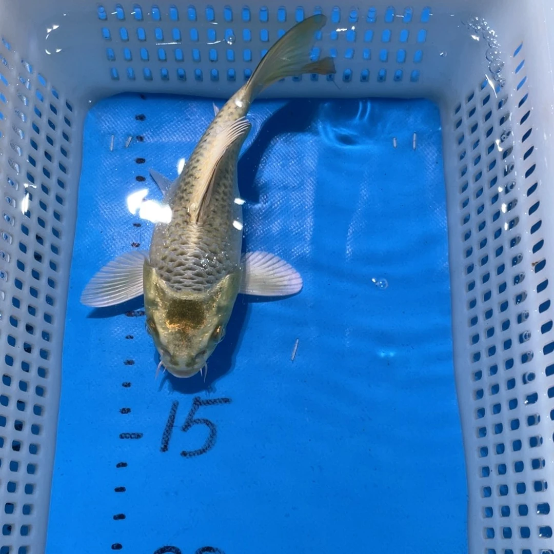 锦鲤锦鲤包邮包售后