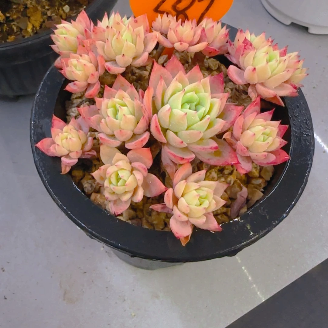 沉*387多肉植物一物一拍