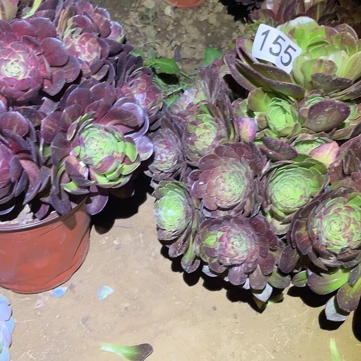 映*多肉植物法师155花月夜两颗寄养