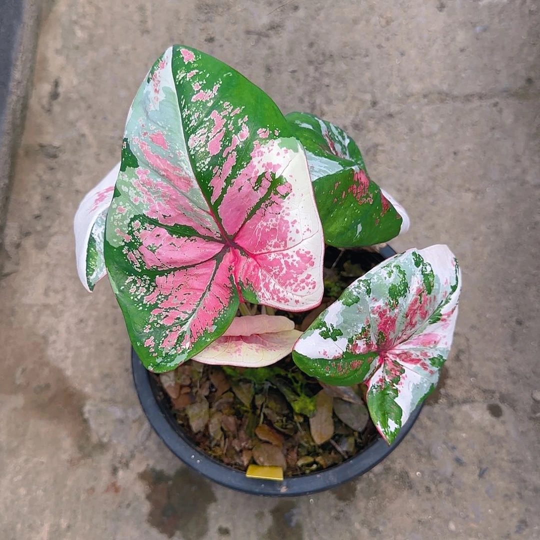 426-0629泰国发货六月新娘