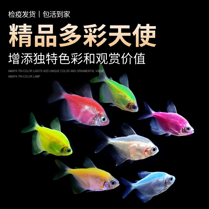 福袋链接不包售后他天使鱼青苹果柠檬绿
