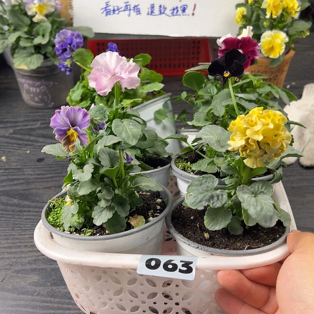 大部分花苞少量开放063号