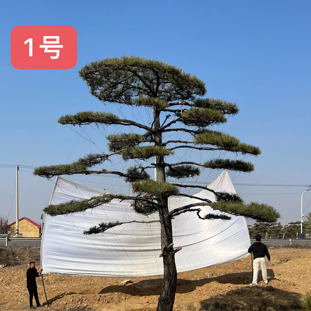 造型松点我对接客服，留下方式，方便线下实地考察造型松基地