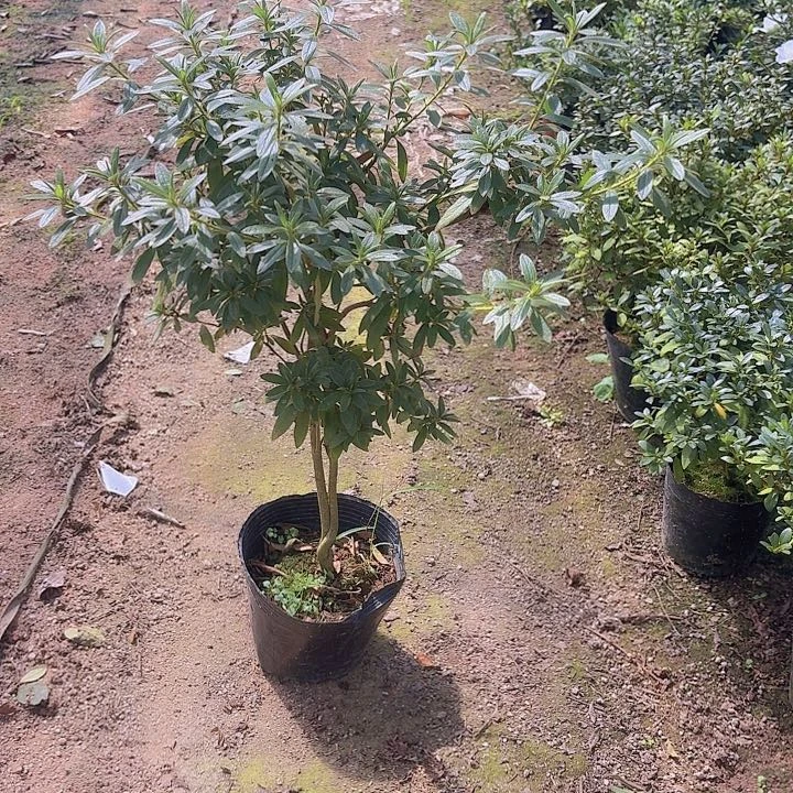 完全开放岸牡丹一物一拍