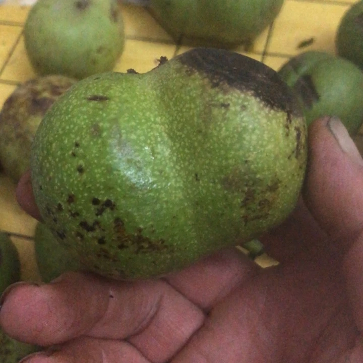 再***路文玩核桃.白狮子半臂