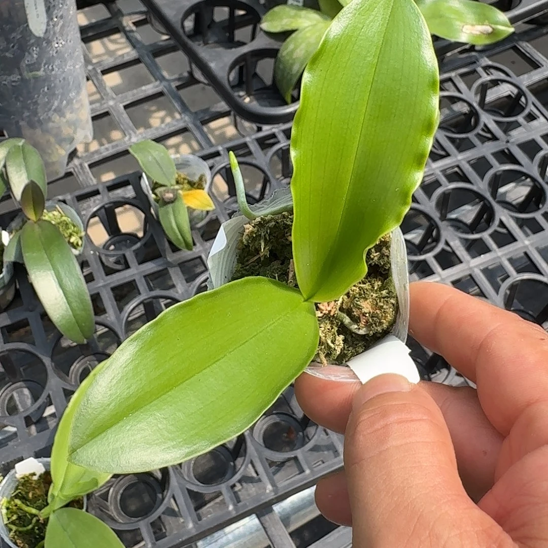 大部分花苞少量开放蓝路德实生1.7苗