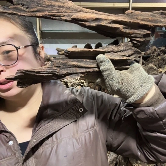 香榧木熊**实火琉璃的毛料摆件